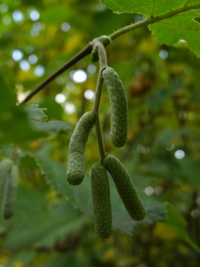 Junge männliche Blütenkätzchen im Herbst. Sie blüehen von Februar bis März noch vor dem Blattaustrieb und stellen eine wichtige Nahrungsgrundlage für Bienen dar. [gm]