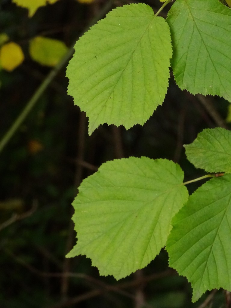 Blätter des Haselstrauchs (Corylus avellana) [gm]