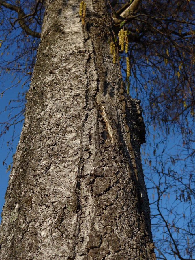 Mit zunehmendem Alter reißt die Borke der Birke immer mehr auf [gm]