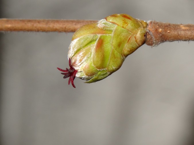 Die weiblichen Blüten sind trotz ihrer roten Färbung unscheinbar und leicht zu übersehen [gm]