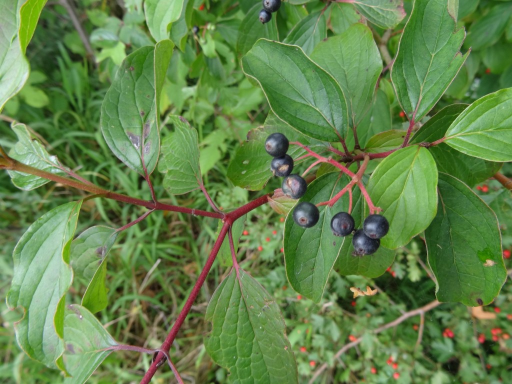 Reife Beeren am einjährigen roten Zweig [gm]