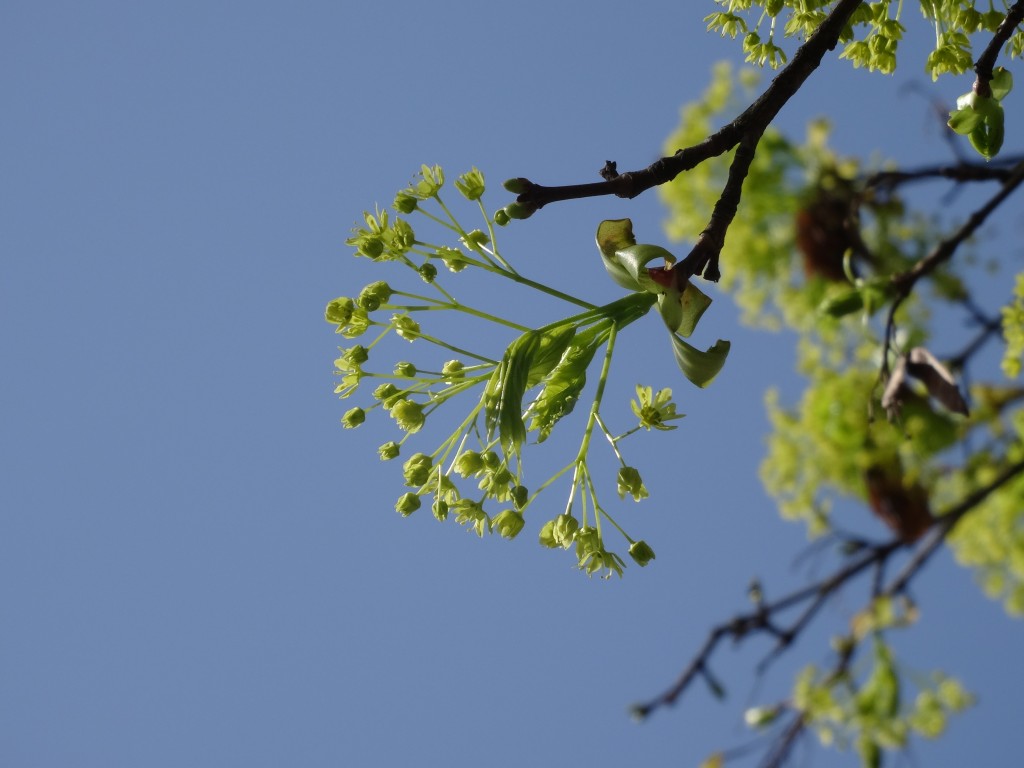 Noch vor dem Blattaustrieb blüht der Spitzahorn (Acer platanoides) im April [gm]