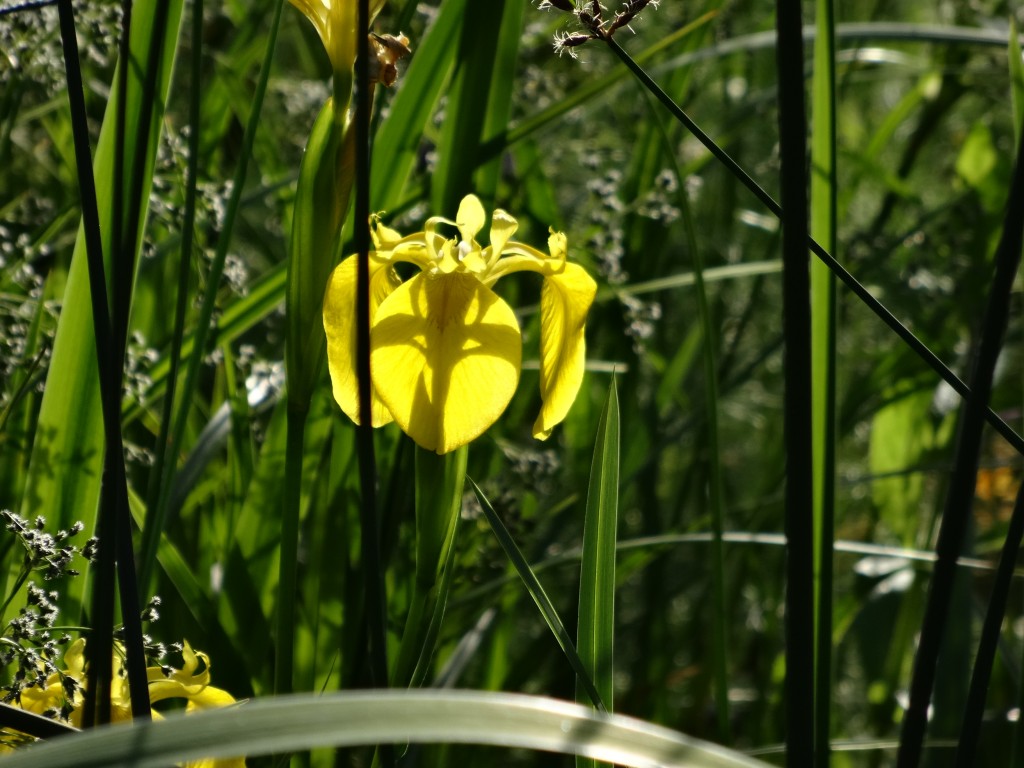 Die Sumpf-Schwertlilie (Iris pseudacorus) ist eine seltene und geschützte Pflanzenart bei uns. Sie wächst am Ufer von stehenden und fließender Gewässern und hat gerne schwere, lehmige Böden, die feucht bis nass sind. [gm]
