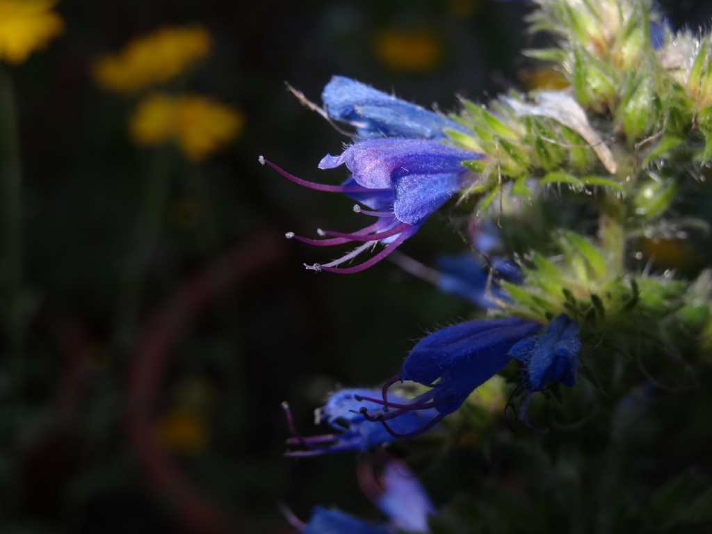 Die intensiv blauen Blüten haben fünf Staubblätter und einen Griffel [gm]