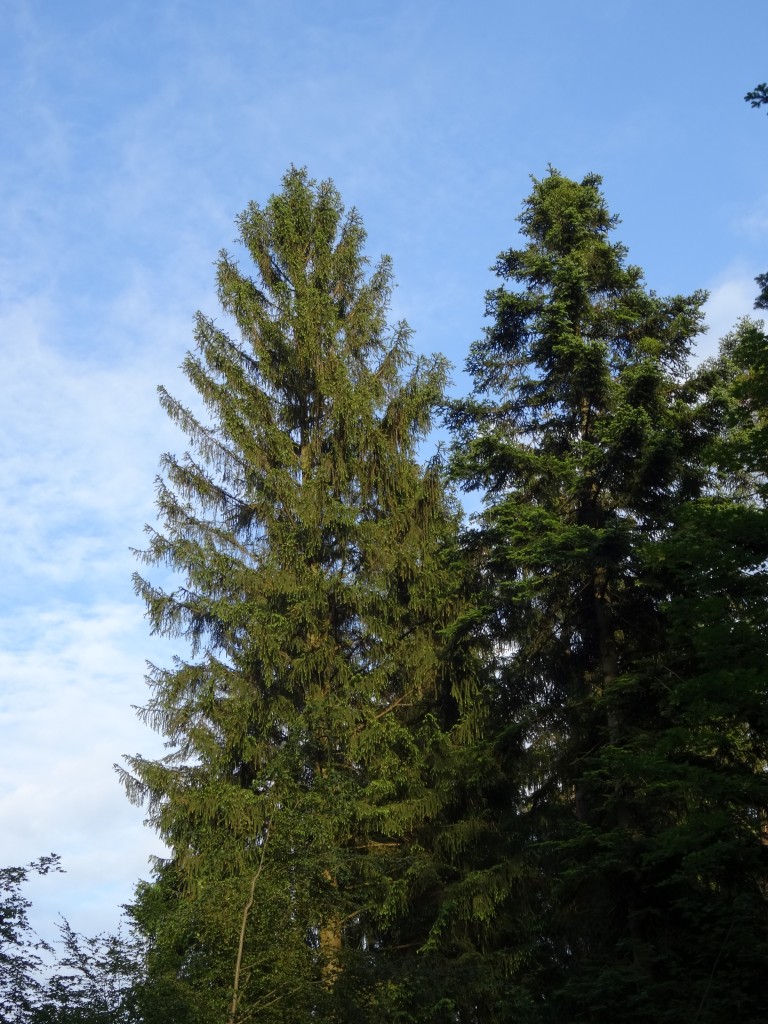 Die Fichte (Picea abies) ist ein wichtiger Holzlieferant und wird wegen der rotbraunen Rinde fälschlicherweise auch als „Rottanne“ bezeichnet. [gm]