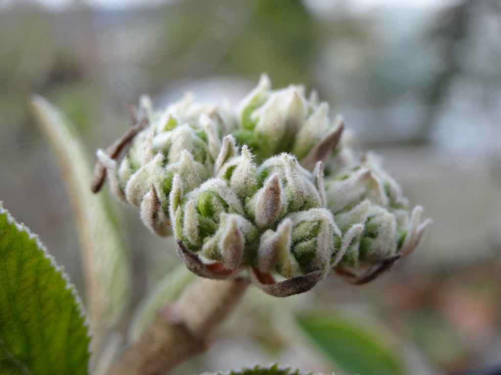Blütenknospen des wolligen Schneeballs (Viburnum lantana) [gm]