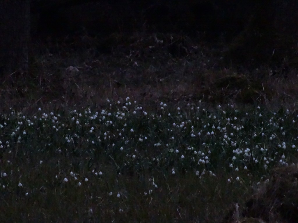 Schneeglöckchen (Galanthus nivalis) an einem Märzabend [gm]