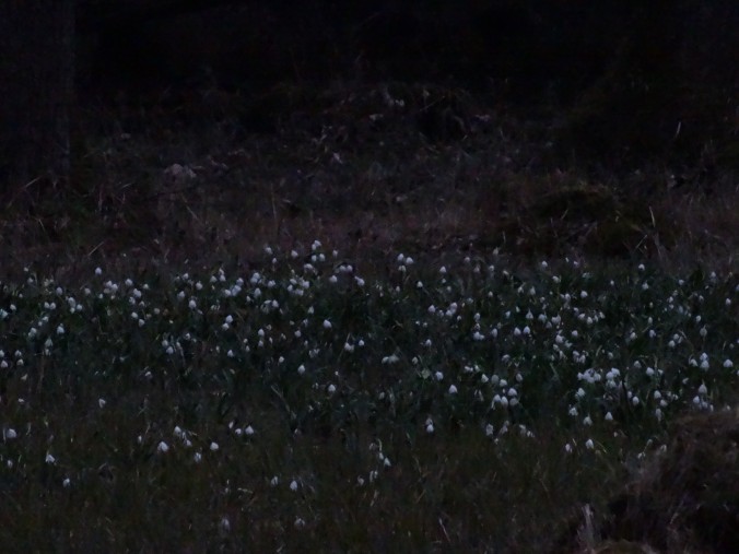 Schneeglöckchen (Galanthus nivalis) an einem Märzabend [gm]