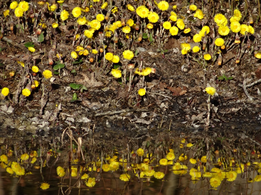 Huflattich (Tussilago farfara) blüht im März vor dem Blattaustrieb [gm]