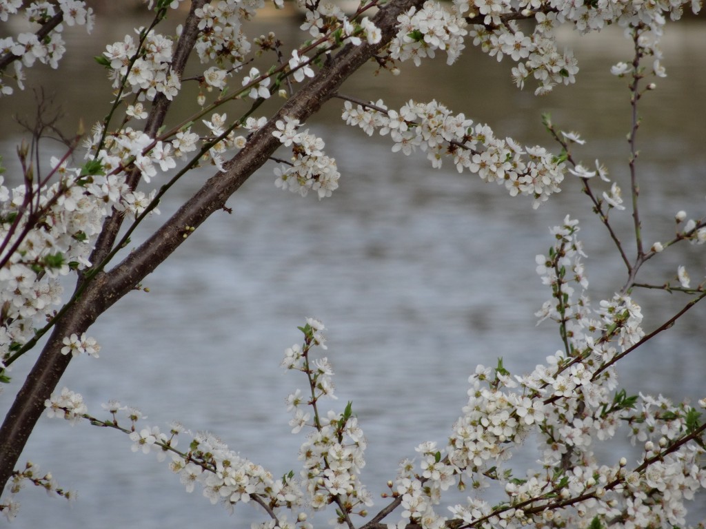 Der Schwarz- oder auch Schlehdorn genannt (Prunus spinosa) blüht im März und April [gm]