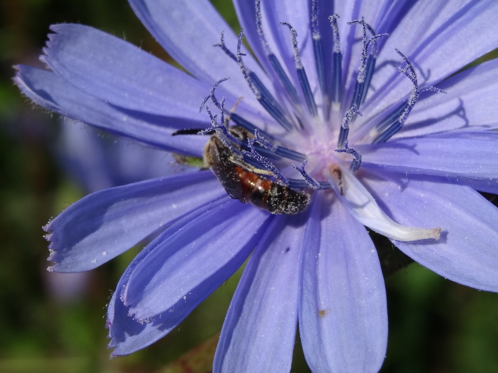 Verschiedene Wildbienen kommen auf den Blüten zu Besuch [gm]
