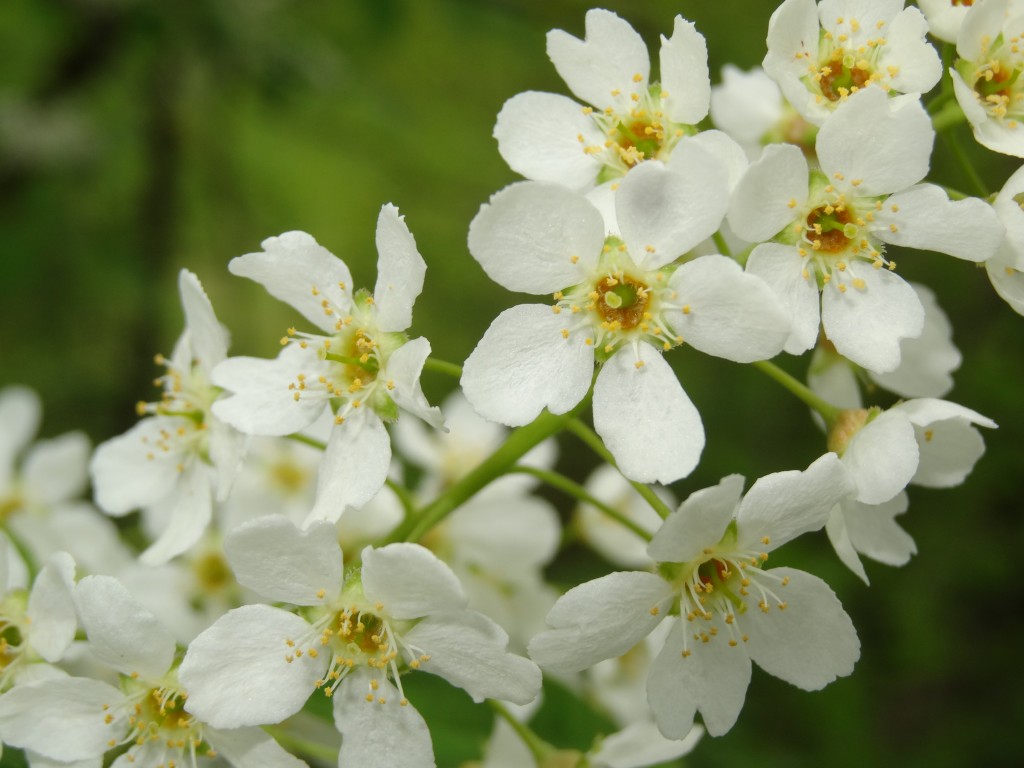 Die fünf zarten Blütenblätter bilden unter dem Baum einen weißen Teppich nach dem Verblühen [gm]