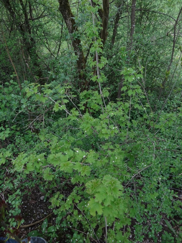 Jungpflanze des gemeinen Schneeballs (Viburnum opulus) [gm]