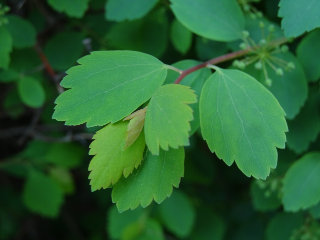 Blätter des belgischen Spierstrauchs (Spiraea x vanhouttei) [gm]