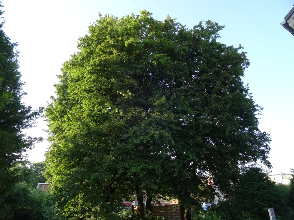 Der Feldahorn (Acer campestre) kann bei guten Standortverhältnissen über 20 Meter hoch werden [gm]