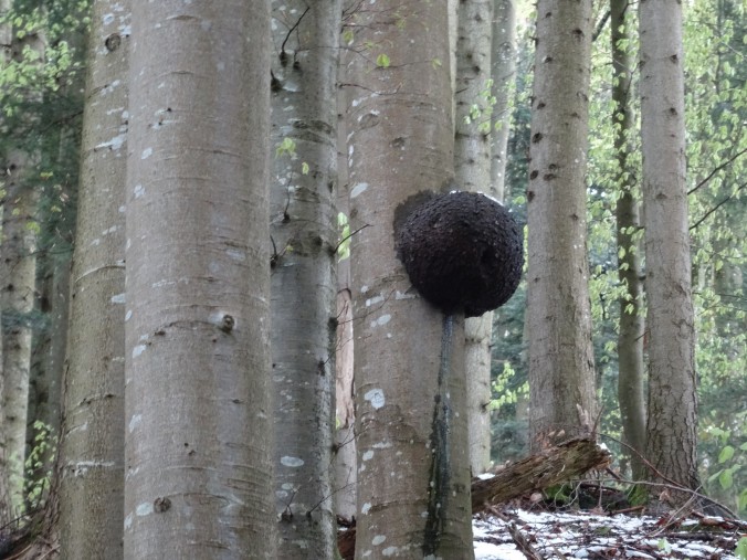 Eine Wucherung wird durch eine bakteriell infizierte Holzverletzung hervorgerufen, beeinträchtigt den Baum aber keineswegs. [gm]