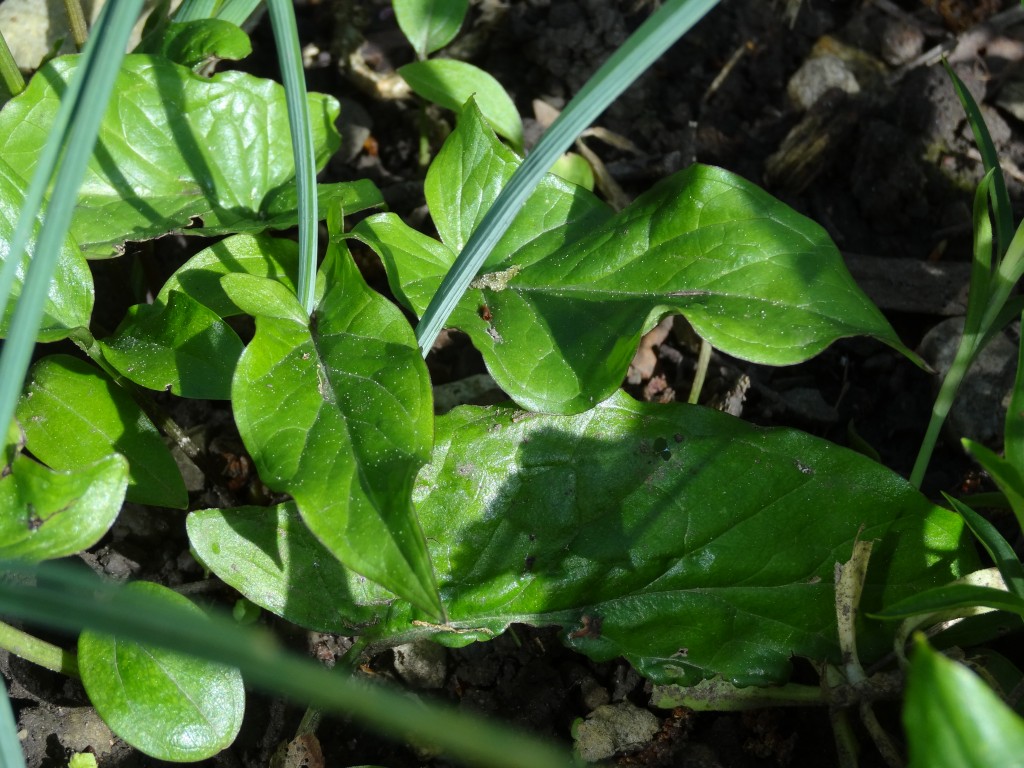 Der gefleckte Aaronstab (Arum maculatum) ist stark giftig und kann vor allem Kleinkindern und Weidefieh gefährlich werden. [gm]