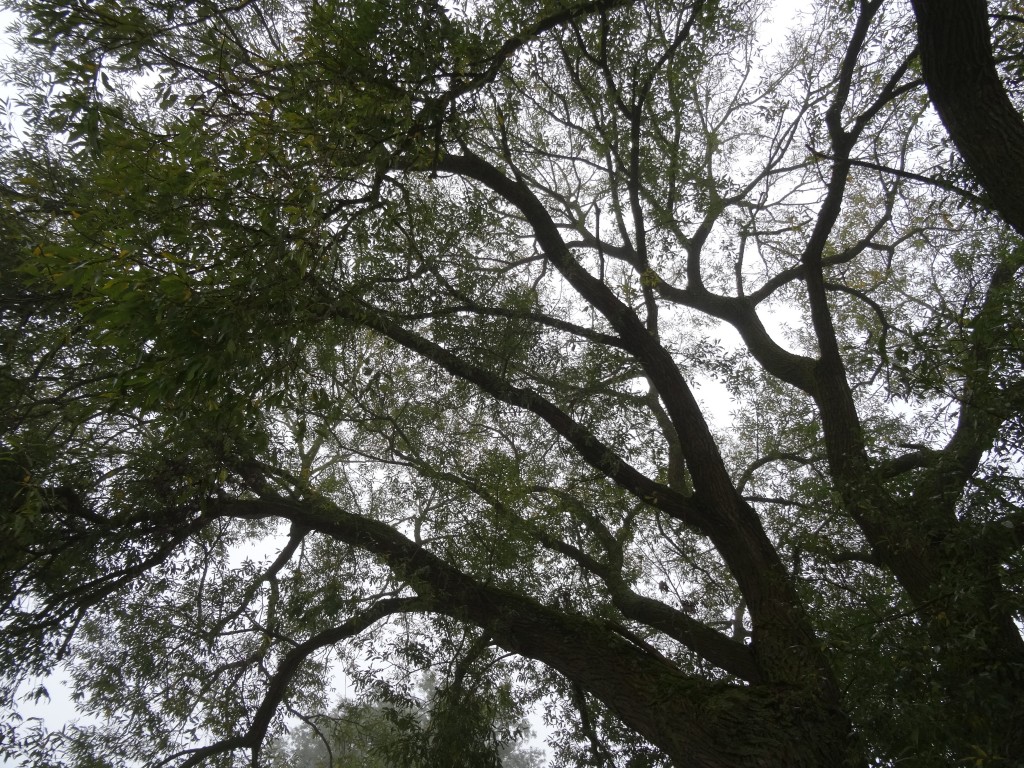 Silber-Weiden (Salix alba) besitzen ebenfalls eine weissfilzige Behaarung auf der Blattrückseiten [gm]