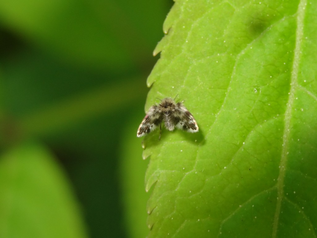 Die Schmetterlingmücke (Clogmia albipunctata) ist etwa drei Milimeter lang [gm]