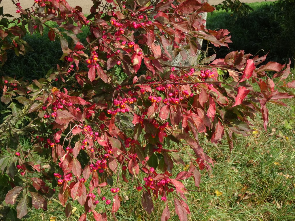 Das europäische Pfaffenhütchen (Euonymus europaeus) hat eine rote bis pinke Herbstfärbung. Im Sommer wird der Strauch häufig von den Raupen der Pfaffenhütchen-Gespinstmotte abgefressen, die zum Schutz vor Fressfeinden wie Vögeln den ganzen Strauch mit Gespinstfäden einwickeln und darin die Blätter fressen [gm]