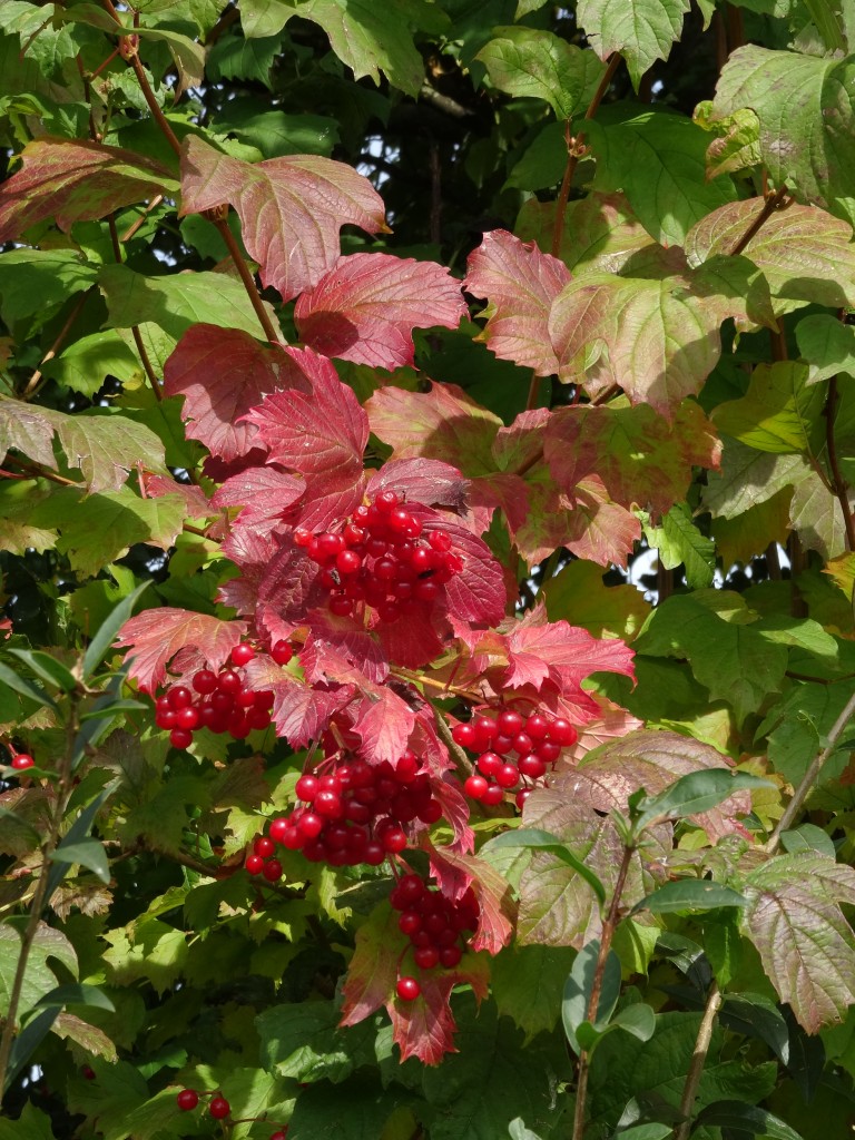 Im Herbst sind die Früchte reif, hängen aber noch lange am Strauch bis sie abfallen oder von Vögeln gefressen werden. Zu der roten Beerenfarbe gesellt sich noch das herbstliche rot der Blätter [gm]