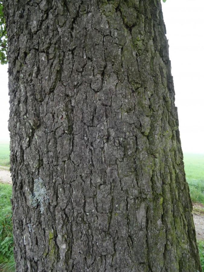 Boke von der Schwarz-Erle (Alnus glutinosa) [gm]