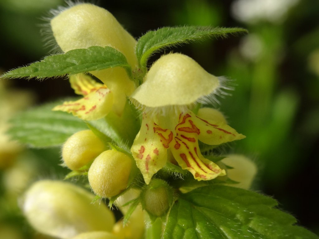 In der Hütchenartigen oberen Blütenhälfte befinden sich die Staubfäden, die den Bestäuber mit Pollen versorgen, während er mit seinem Saugrüssel Nektar saugt [gm]