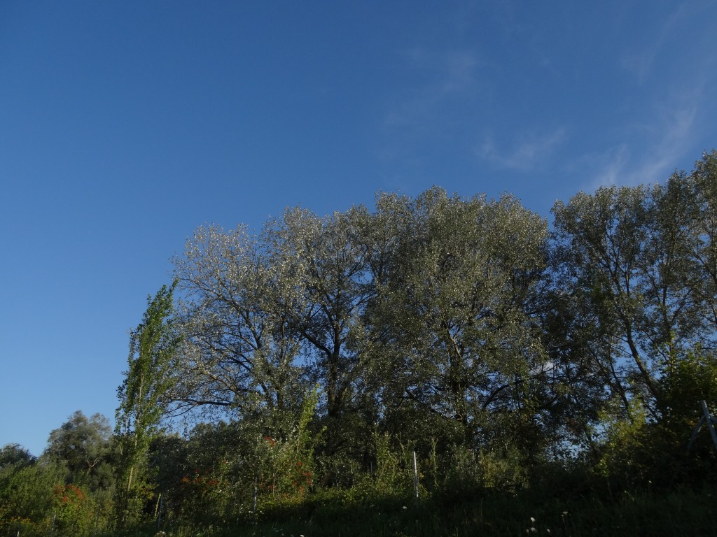 Die Silber-Pappel (Populus alba) kann man auf Distanz leicht anhand der weißen Blattrückseiten erkennen. Sie wird 20- 45 Meter hoch und bis 400 jahre alt. [gm]