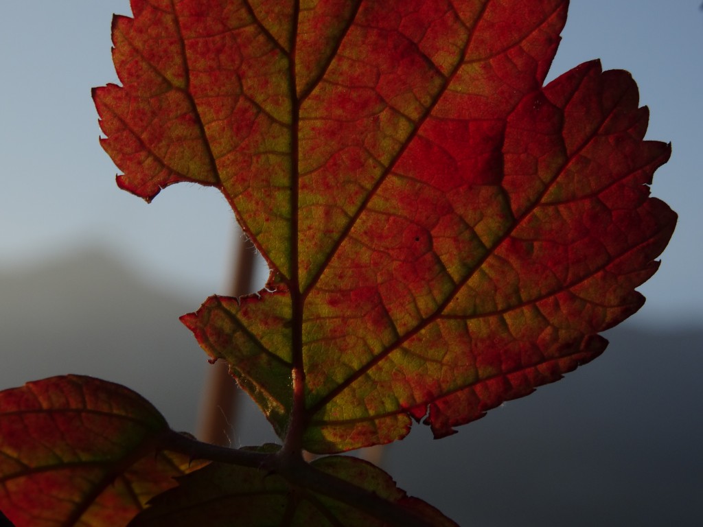Von der Herbstsonne verfärbtes Blatt der Himbeere (Rubus idaeus) [gm]