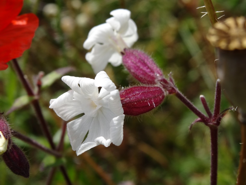Weiße Lichtnelke (Silene latifolia) [gm]