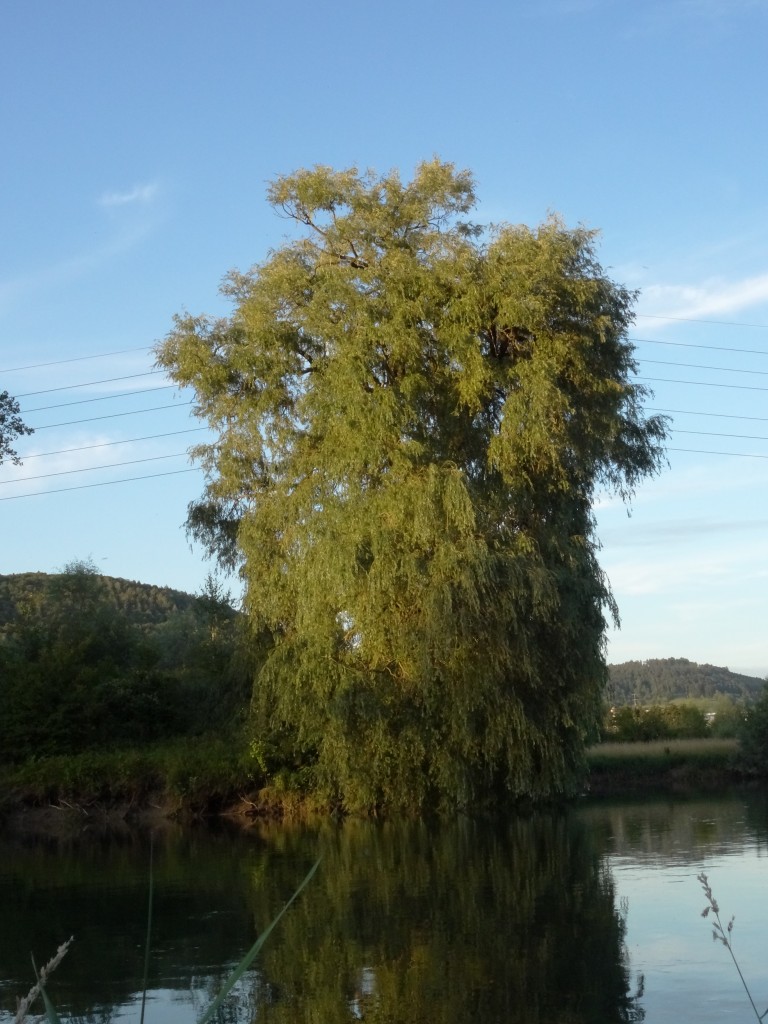Die Trauerweide (Salix babylonica) stammt aus Ostasien und wurde als Zierpflanze importiert. Sie kann 20 Meter Wuchshöhe erreichen und ist zweihäusig. Das heißt, dass eine männliche und eine weibliche Pflanze der selben Art existiert. [gm]