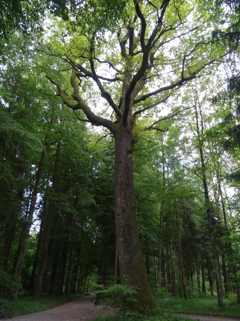 Die Stieleiche (Quercus robur) kann über 1000 Jahre alt werden [gm]