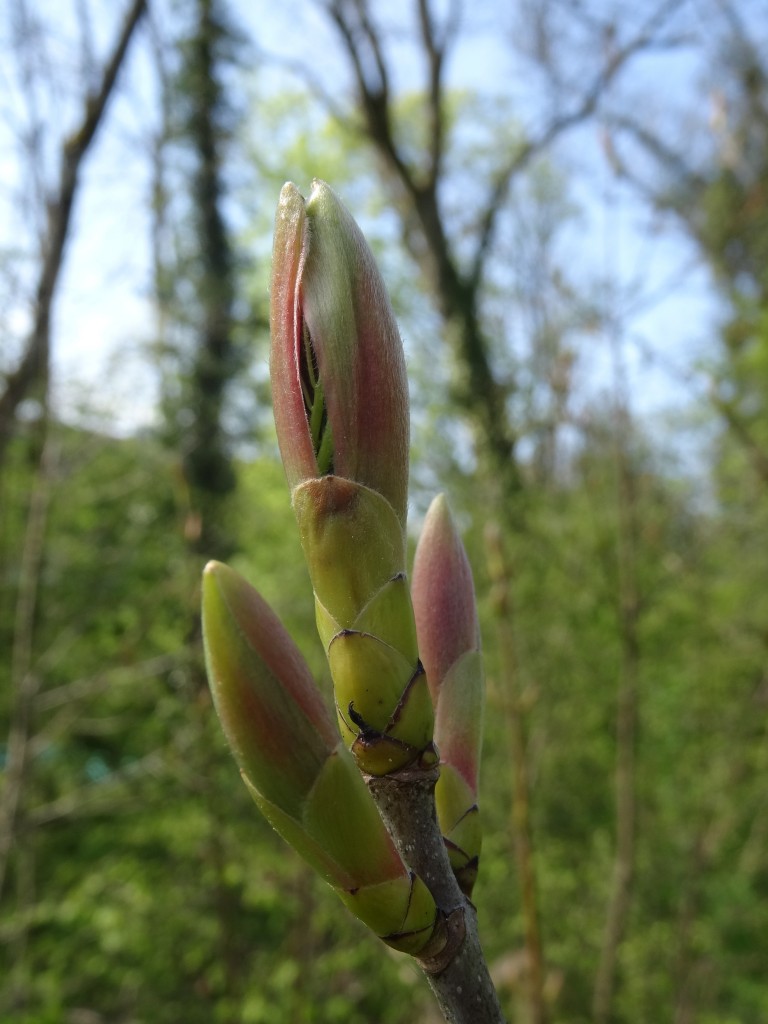 Blattaustrieb des Bergahorns (Acer pseudoplatanus) im April [gm]