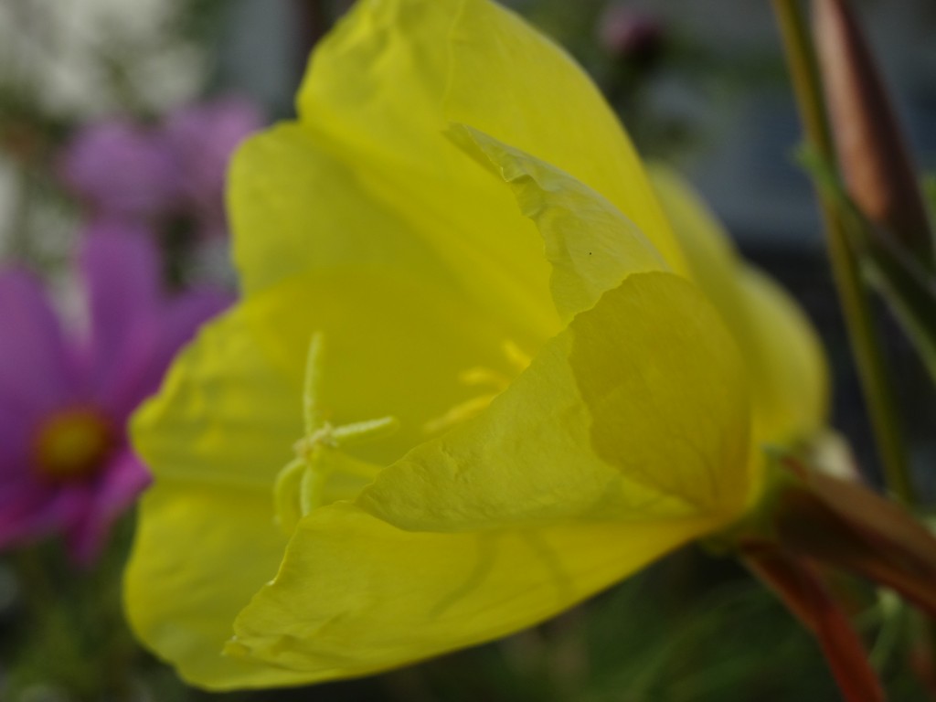 Die Blüten der gemeinen Nachtkerze (Oenothera biennis) öffnen sich an warmen Sommerabenden so schnell. das man zuschauen kann. [gm]